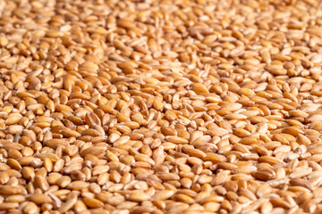 Pile of raw spelt seeds