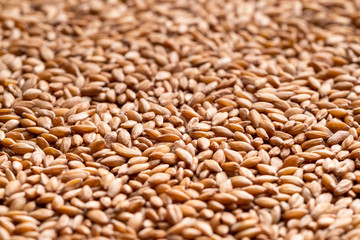 Pile of raw spelt seeds