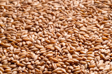 Pile of raw spelt seeds