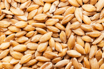 Close up of raw spelt seeds
