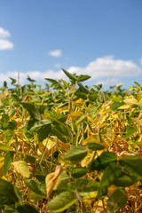 Field with ripened soy. Glycine max, soybean, soya bean sprout growing soybeans. Yellow leaves and soy beans on soybean cultivated field. Autumn harvest. Agricultural soy plantation background.