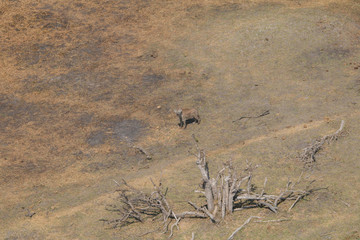 Spotted hyena from an aerial view, Okavango Delta, Botswana, Africa
