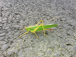 Grasshopper green on black asphalt, view from left side
