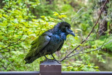 Black raven sitting in Yosemite National Park, California, USA