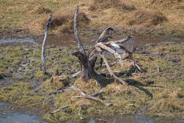 Landscape of the Okavango Delta from an aerial view, Botswana, Africa
