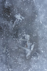 Texture of ice with frozen plants, winter background