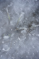 Texture of ice with frozen plants, winter background