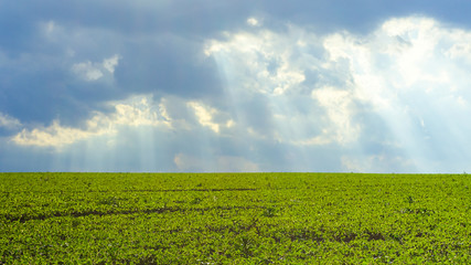 A field of young soybeans against a stormy sky with rays of the sun. landscape with green soybean growing on a cultivated field before the rain. Good harvests of meat substitute for vegetarians.