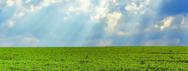 A field of young soybeans against a stormy sky with rays of the sun. landscape with green soybean growing on a cultivated field before the rain. Good harvests of meat substitute for vegetarians.