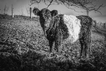 small black and white Galloway calves stand on a pasture and eat hay