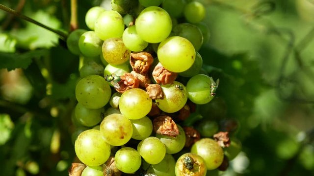 Ripe grapes and ripeness in viticulture, white wine and common green bottle fly Lucilia sericata blowfly or blow flies insect. Overripe fruits with green and blue flies, agriculture and harvest fruit