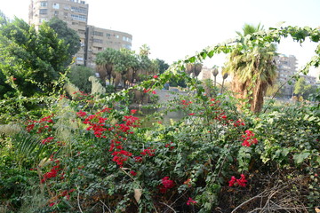 Kornish street in Cairo Egypt on the bank of the river nile