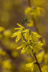 Yellow flowers