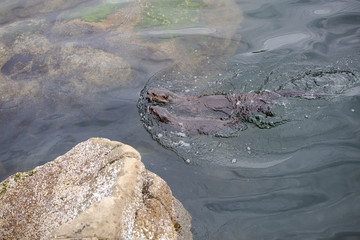 Otter Swimming In Water Canadian Wildlife