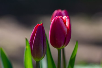 Pink tulips
