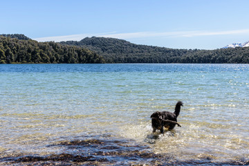 Dog playing with a wooden stick in Laguna Patag&uuml;a, Los Arrayanes National Park, Villa La Angostura, Patagonia, Argentina
