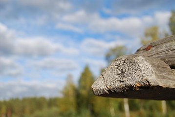 Two old crossed logs from the edge of the village house against a background of blue sky with clouds and green forest. Karelia, Suoyarvi, September 2010.