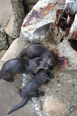 Otter Babies with Mother Otter