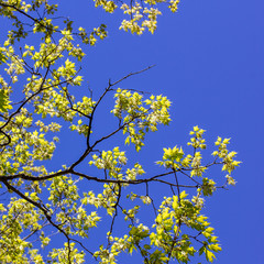 Blooming tree