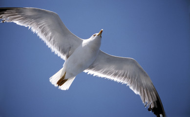 seagull in flight