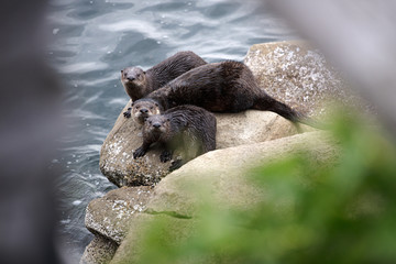 Family Of Otters On a Rock In Vancouver Canada © Rob
