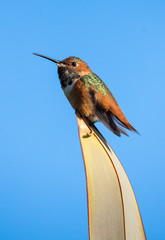 Allen's hummingbird on perch