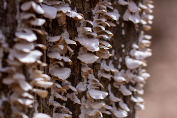 Mushrooms on tree