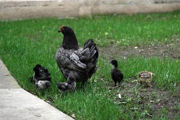 Chicken with chickens walking in the yard.