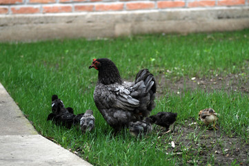Chicken with chickens walking in the yard.