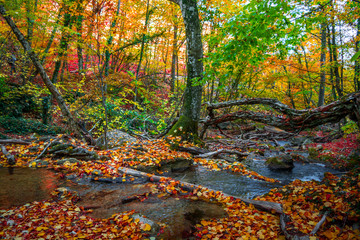 Autumn forest