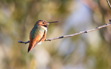 Allen's hummingbird on perch