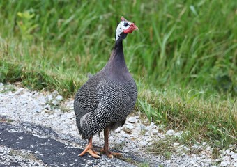 Domestic guineafowl Helmeted guineafowl breed Domestic guineafowl, sometimes called pintades, pearl hen, or gleanies, are poultry originating from Africa. 
