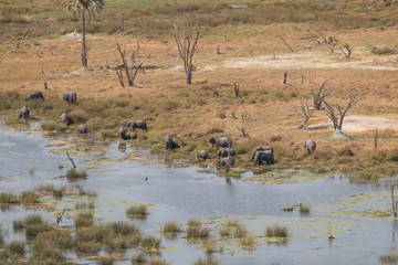 Fototapeta na wymiar Elephants from an aerial view, Okavango Delta, Botswana, Africa