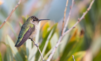 Fototapeta na wymiar Anna's hummingbird on perch