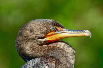 swamp bird with Turquoise eyes perched