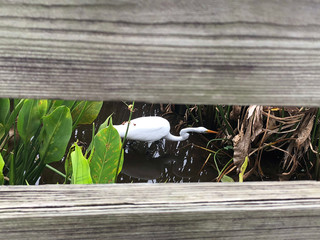 big white bird in the swamp of Florida