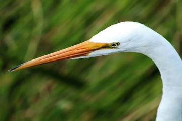 big white bird in the swamp of Florida