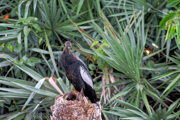 raptor in the Florida swamp