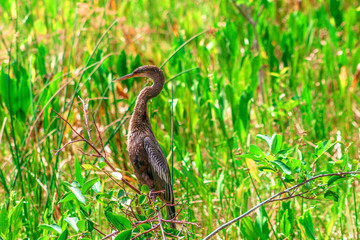 bird perched in a tree in the marsh of Florida