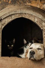 Domestic kittens in the house of a sleeping golden retriever