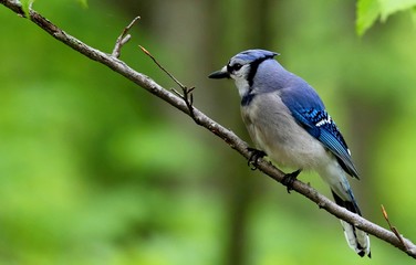 DescriptionThe blue jay is a bird in the family Corvidae, native to North America. It resides through most of eastern and central United States, although western populations may be migratory.