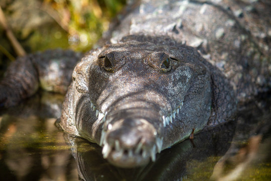  Aligator close up