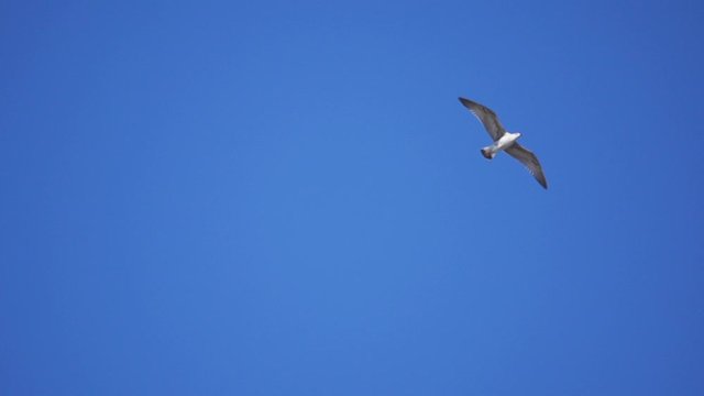 Seagulls soaring in the sky