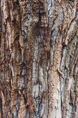 Tree Bark close up