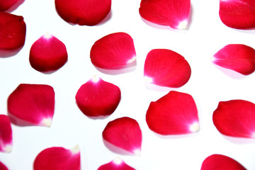 Red petals of rose on white background