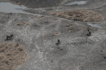 Elephants from an aerial view, Okavango Delta, Botswana, Africa