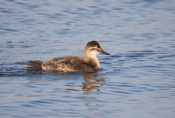 duck in lake swimming