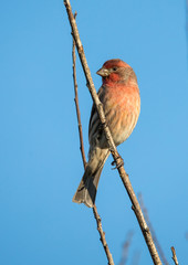 house finch in tree