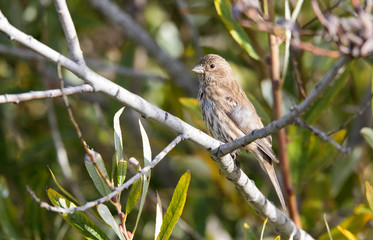 house finch in tree