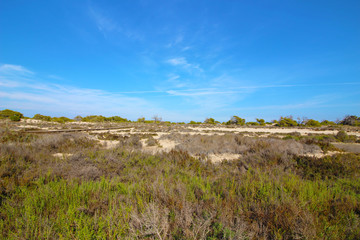 Arenales de San Pedro del Pinatar, Murcia, España